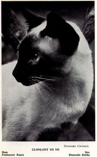 Classic Siamese cat