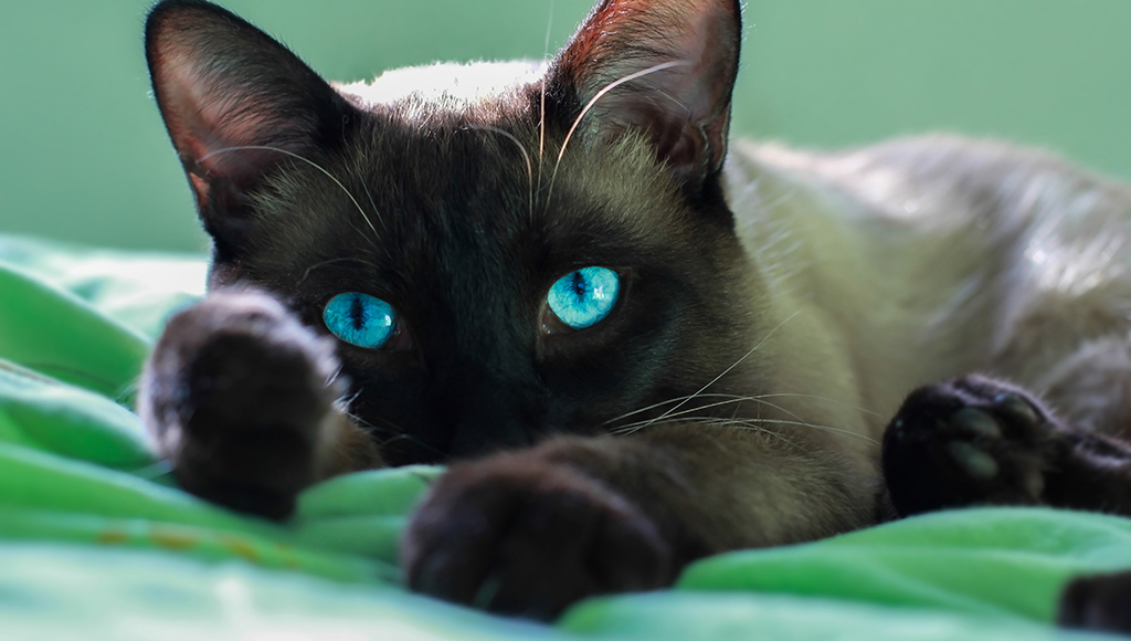 Ever Wondered Why? Curious Facts About Cats - Conclusion