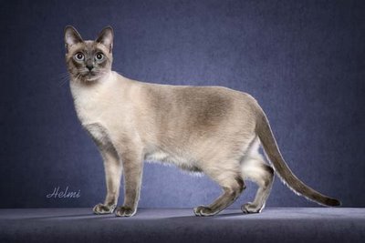 Thai cat Siamese cat