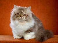 Napoleon dwarf cat