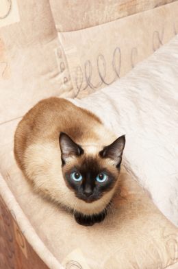 Traditional Siamese Cat