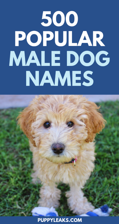 500 Popular Male Dog Names