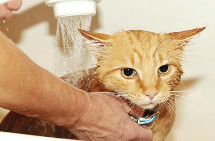 как правильно помыть кота