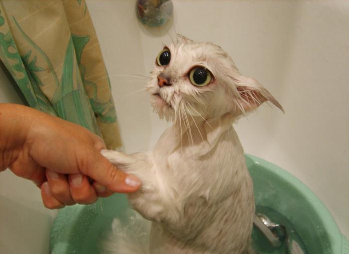 можно помыть кота обычным шампунем