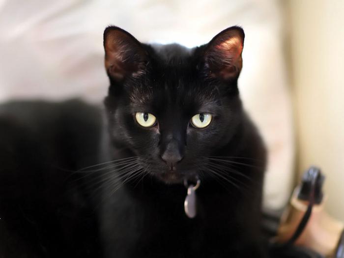 американская короткошерстная черная кошка