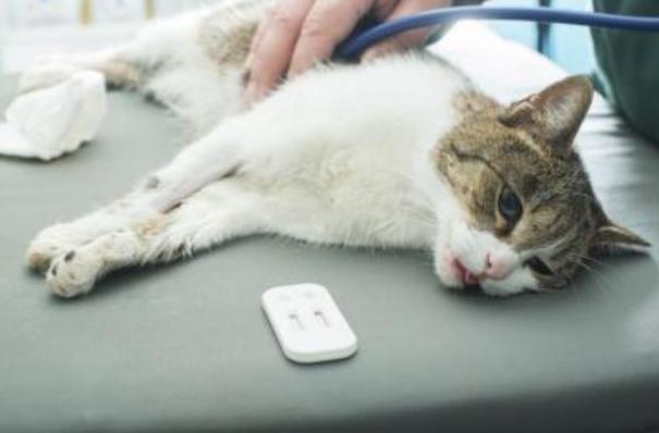 чумка у кошек лечение 