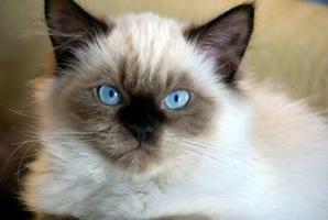 лечение глаз у кошек