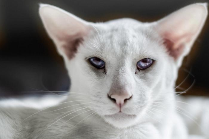 сиамская кошка описание породы характер 