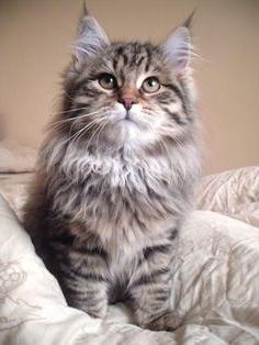 сибирский кот характеристика породы