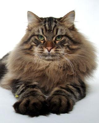 сибирский кот фото