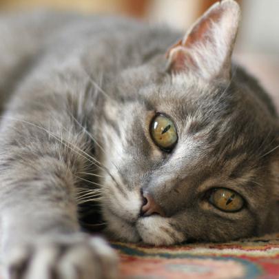 как лечить кальцивироз у кошек