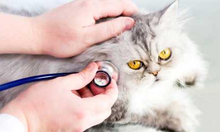 кальцивироз у кошек лечение