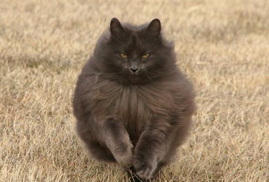 норвежский лесной кот черный