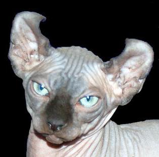  лысый кот сфинкс фото 