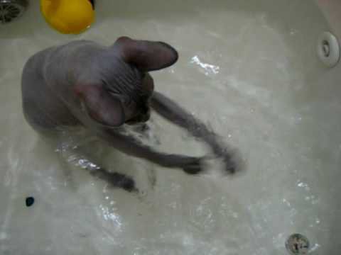 как помыть лысого кота 