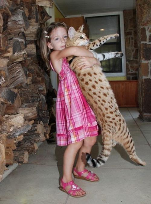 самая большая кошка в мире фото домашняя