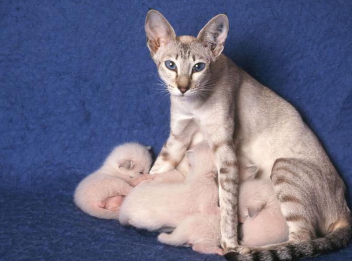 период беременности у кошек