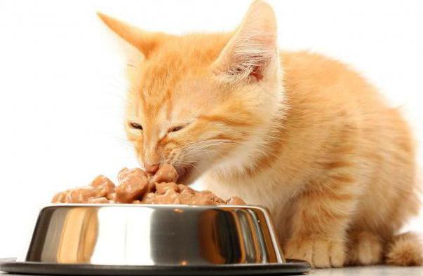  сколько раз в день нужно кормить кота