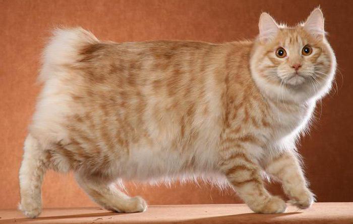 порода кошек без хвоста фото название