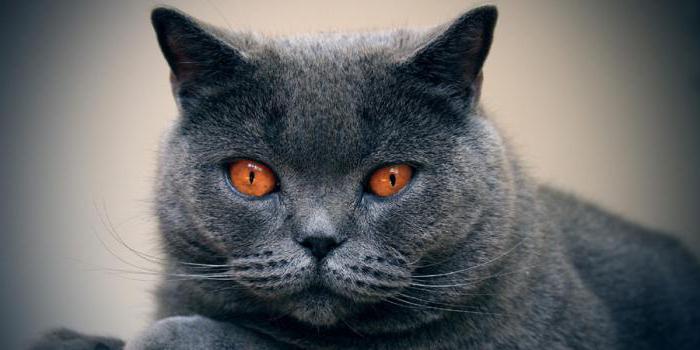 породы кошек серого цвета
