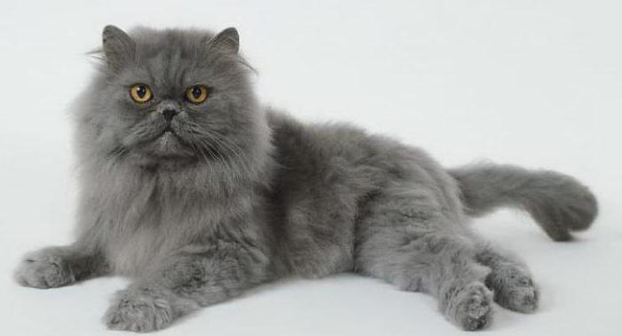 серая кошка с голубыми глазами порода
