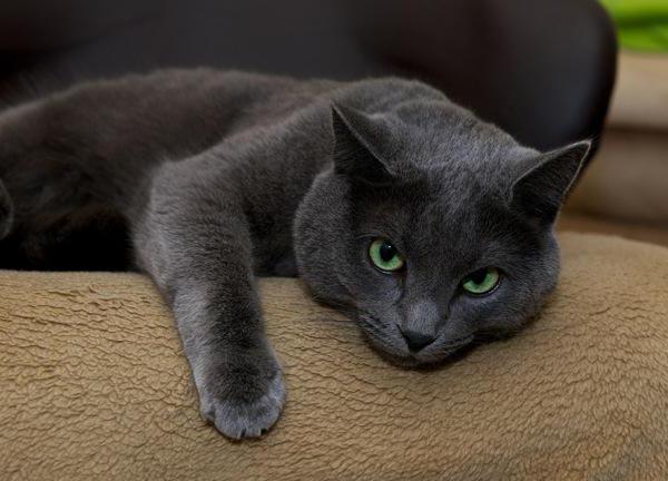 русская голубая кошка описание породы и характера