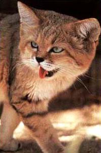 Modern Egyptian Wild Cat, The Sand Cat  Possibly one of the ancestors of the Modern Cat