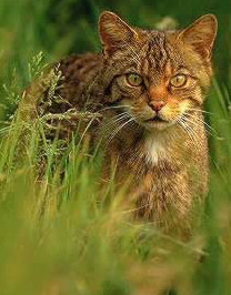 Wild Cats (Felis Silvestris)