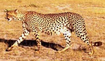 Cheetah (Hunting Leopard, Acinonyx jubatus)