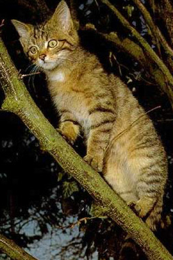 Felis Silvestris, the epitome of the ferocious African Wild cat :-)