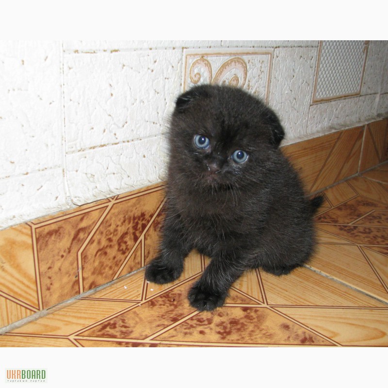Шотландские вислоухие кошки имена. Черные Шотландские вислоухие котята. Черный вислоухий котенок. Шотландская вислоухая черная. Красивые черные Шотландские котята.