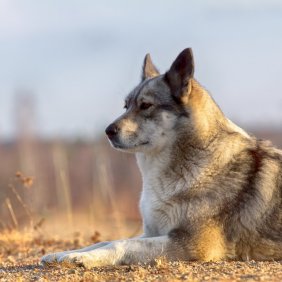 Восточносибирская лайка описание породы, фото, характеристика, клички для собак, цена щенков, гипоаллергенный: нет