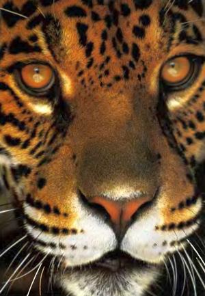 Ягуар, как и все другие кошки, является высокоспециализированным хищником