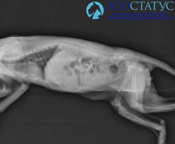 рентген кошки с гиперпаратиреозом