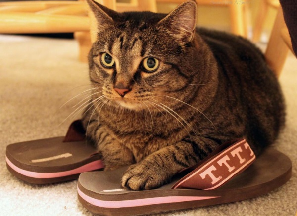 Кот сидит на обуви