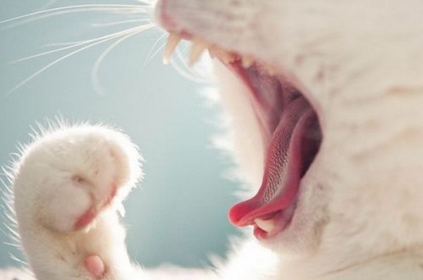 Белая кошка зевает