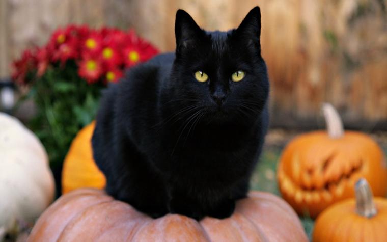 Черная кошка на тыкве