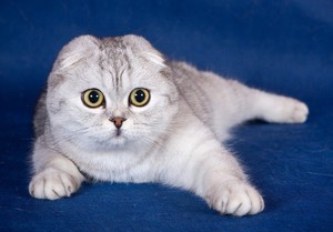Описание и особенности породы Шотландская кошка