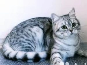 Болезни вислоухих и прямоухих британских кошек