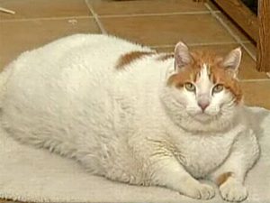 Очень толстая кошка