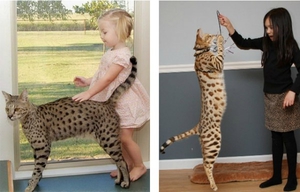 Ашера и дети - рост кошек