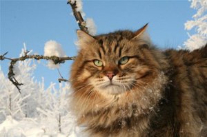 Русская сибирская кошка зимой