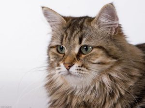 Русская сибирская кошка фото крупным планом