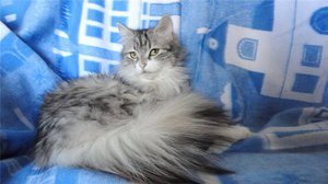 Взрослая сибирская кошка серебристого цвета
