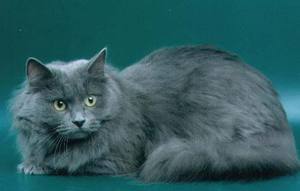 Сибирский кот голубого окраса