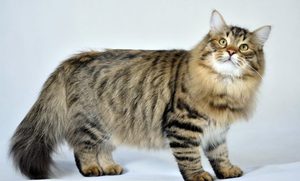 Сибирская кошка - содержание и уход