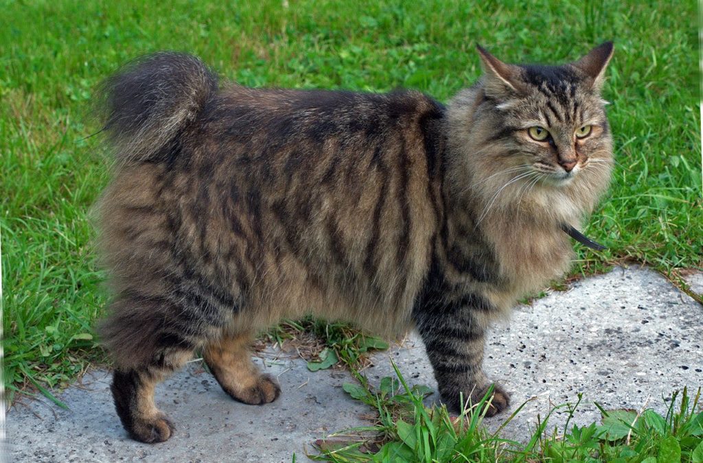 Кот с хвостом "Пенёк"