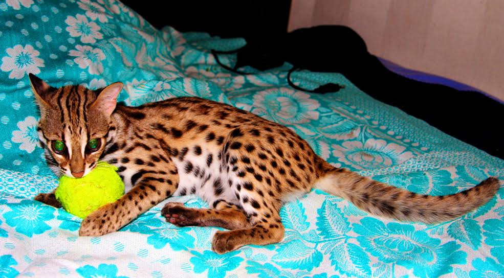Азиатская леопардовая кошка в доме