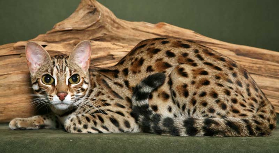 Азиатская леопардовая кошка 