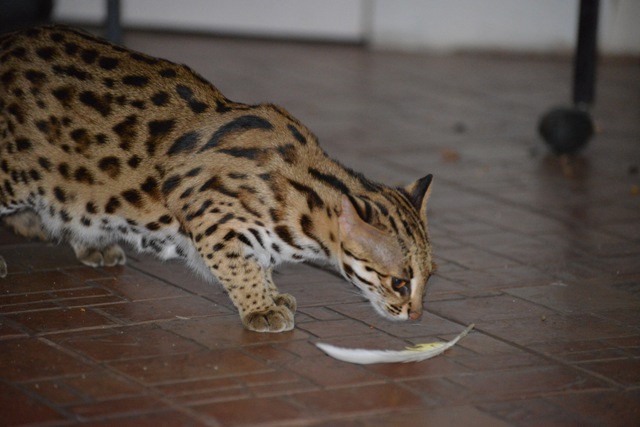 Азиатская леопардовая кошка история